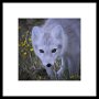 Arctic Fox 082 